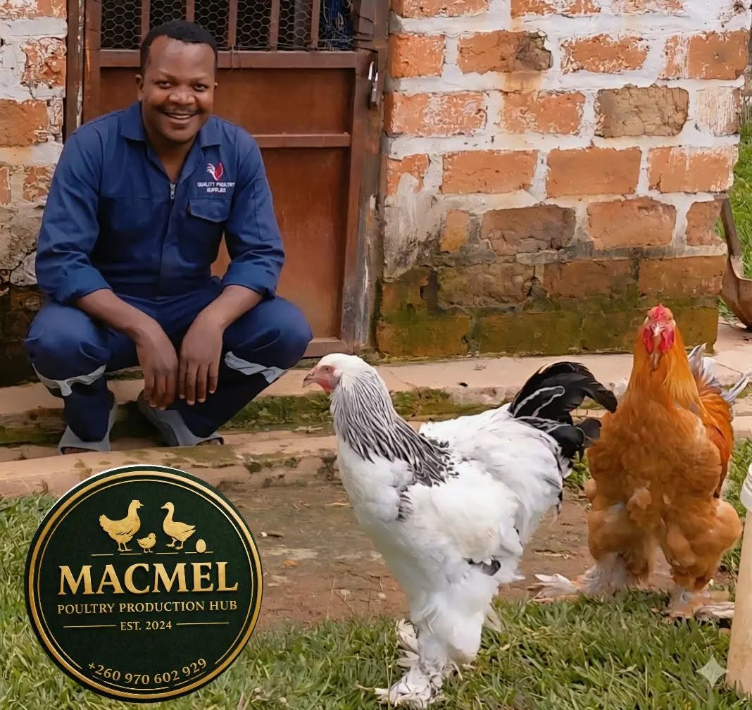 Macmel team member with chickens