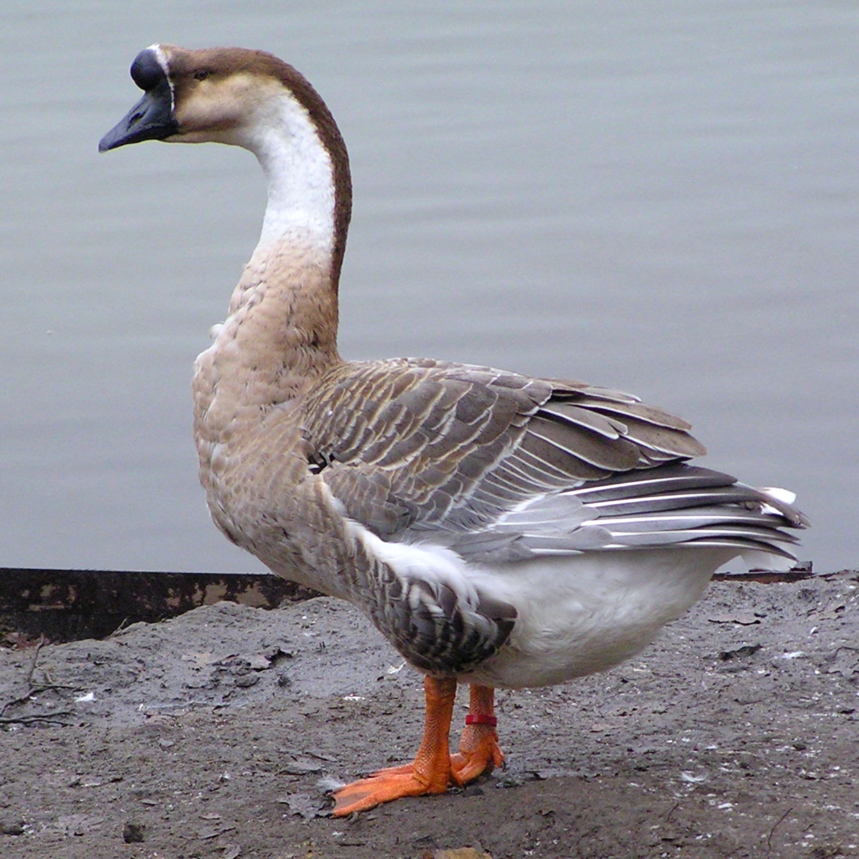 Chinese goose near the water